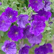 Supertunia® Royal Velvet Petunia